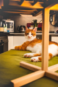 Un utensile non proprio utile: un gatto fra gli oggetti della cucina